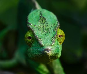 Preview wallpaper chameleon, lizard, reptile, green, blur