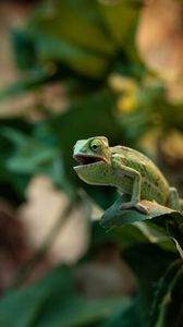 Preview wallpaper chameleon, lizard, reptile, green, funny