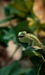 Preview wallpaper chameleon, lizard, reptile, green, funny