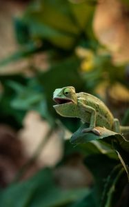 Preview wallpaper chameleon, lizard, reptile, green, funny