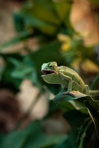 Preview wallpaper chameleon, lizard, reptile, green, funny