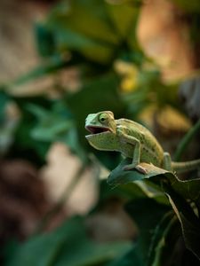 Preview wallpaper chameleon, lizard, reptile, green, funny