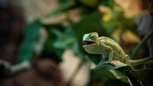 Preview wallpaper chameleon, lizard, reptile, green, funny