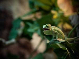 Preview wallpaper chameleon, lizard, reptile, green, funny