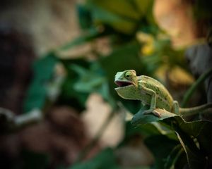 Preview wallpaper chameleon, lizard, reptile, green, funny