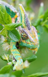 Preview wallpaper chameleon, lizard, reptile, leaves, green