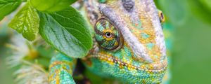 Preview wallpaper chameleon, lizard, reptile, leaves, green