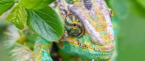 Preview wallpaper chameleon, lizard, reptile, leaves, green