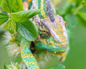 Preview wallpaper chameleon, lizard, reptile, leaves, green