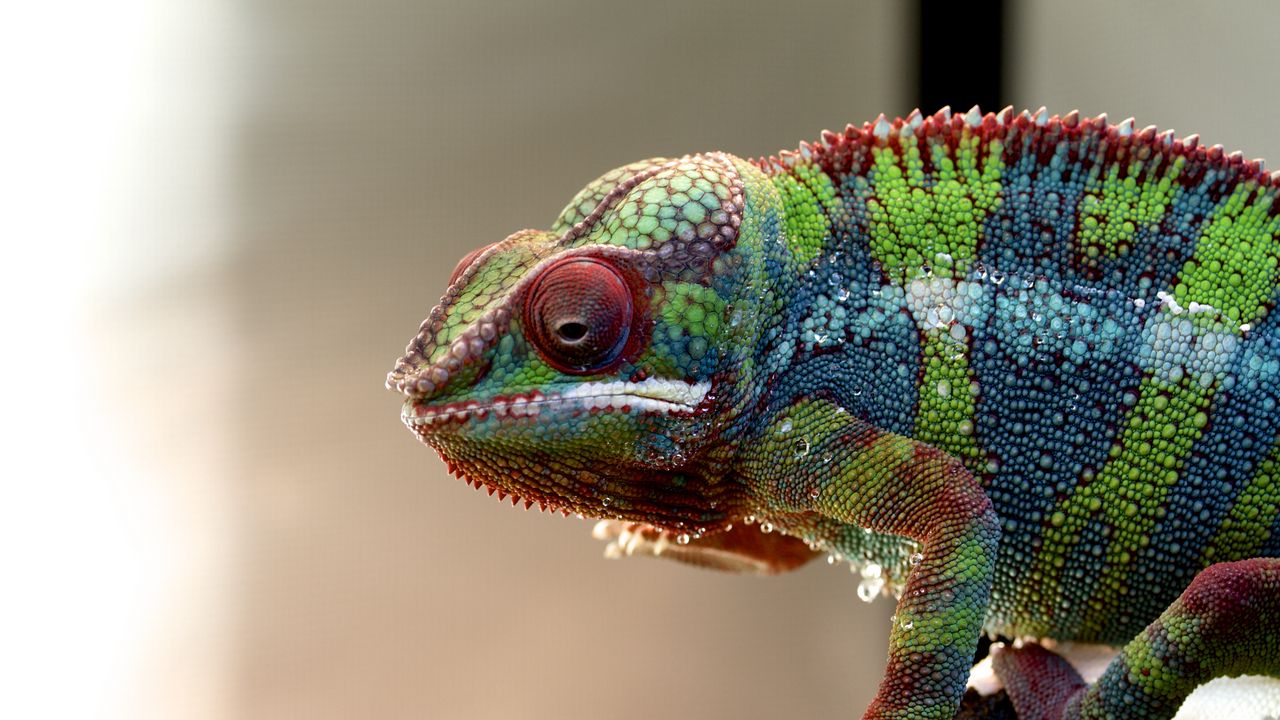 Wallpaper Chameleon, Lizard, Reptile, Colorful Hd, Picture, Image