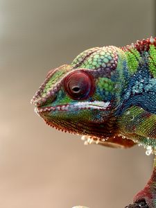 Preview wallpaper chameleon, lizard, reptile, colorful