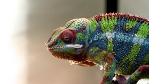 Preview wallpaper chameleon, lizard, reptile, colorful