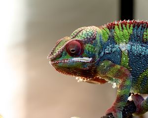 Preview wallpaper chameleon, lizard, reptile, colorful