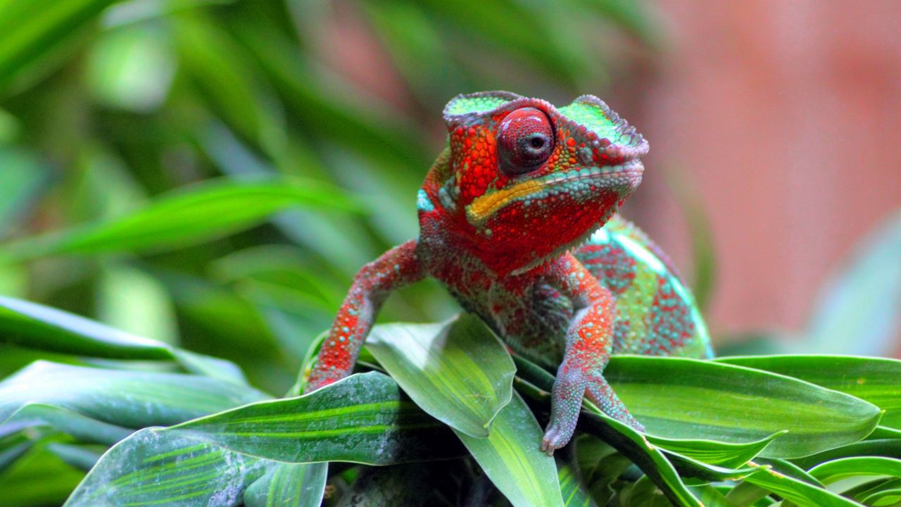 Wallpaper chameleon, lizard, spotted, grass, small, crawling