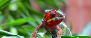 Preview wallpaper chameleon, lizard, spotted, grass, small, crawling