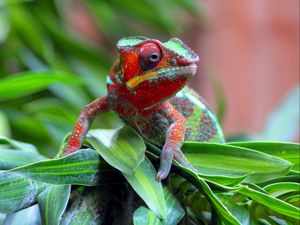 Preview wallpaper chameleon, lizard, spotted, grass, small, crawling