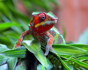 Preview wallpaper chameleon, lizard, spotted, grass, small, crawling