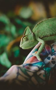 Preview wallpaper chameleon, lizard, tattoo, hand, reptile, green