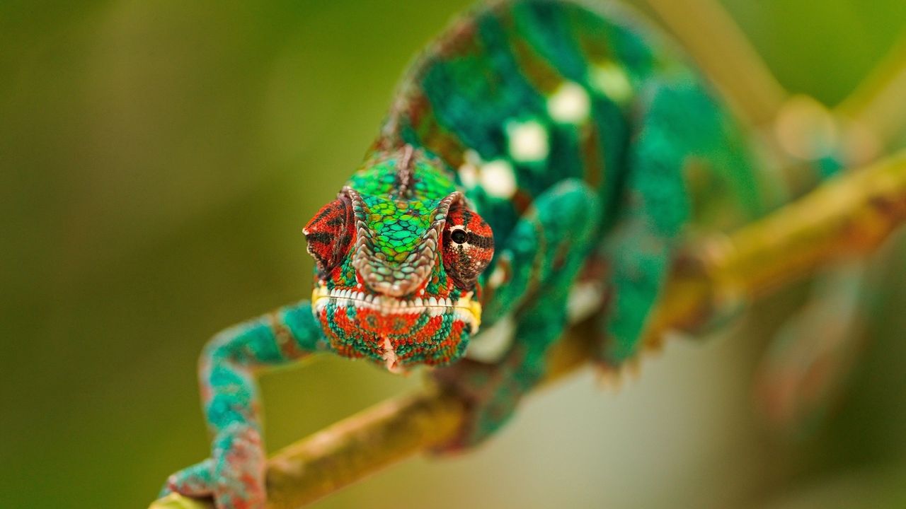 Wallpaper chameleon, lubricated, head, branch, crawl