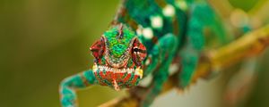 Preview wallpaper chameleon, lubricated, head, branch, crawl