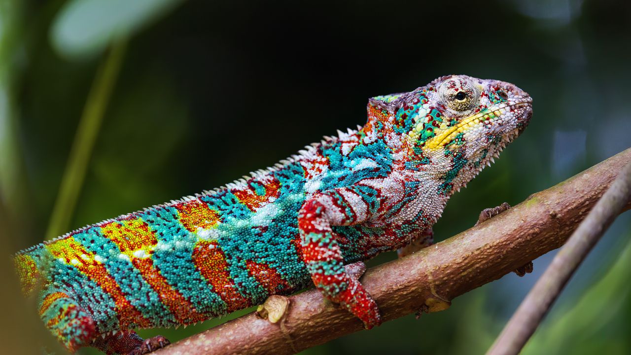 Wallpaper chameleon, profile, reptile, branch, colorful