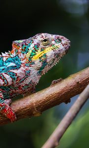 Preview wallpaper chameleon, profile, reptile, branch, colorful