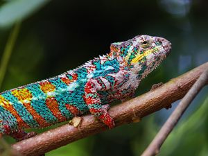 Preview wallpaper chameleon, profile, reptile, branch, colorful