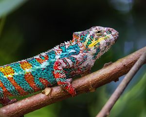 Preview wallpaper chameleon, profile, reptile, branch, colorful