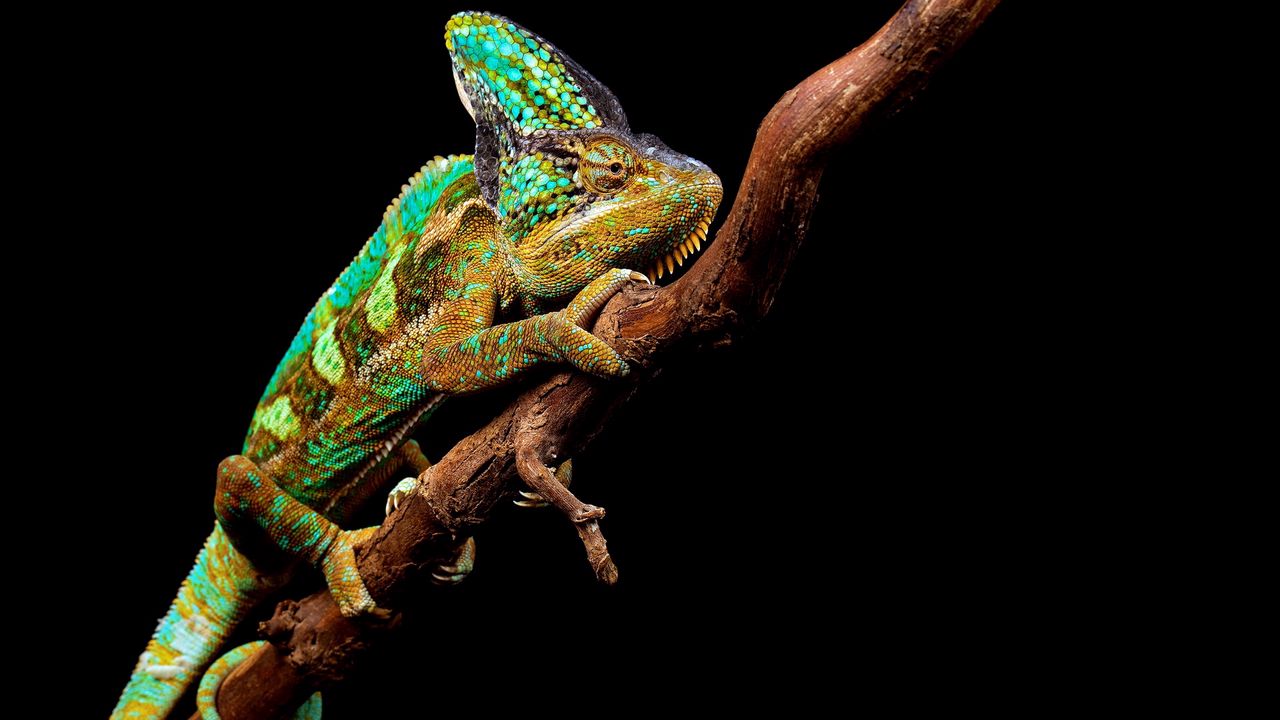 Wallpaper chameleon, reptile, branch