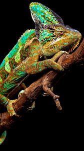 Preview wallpaper chameleon, reptile, branch