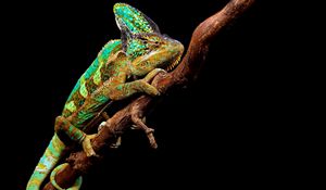 Preview wallpaper chameleon, reptile, branch