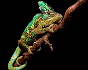 Preview wallpaper chameleon, reptile, branch