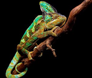Preview wallpaper chameleon, reptile, branch