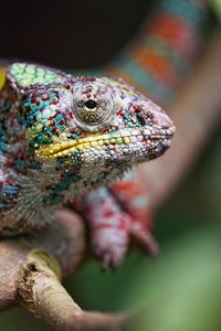 Preview wallpaper chameleon, reptile, branch, blur