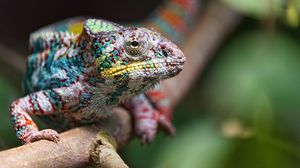 Preview wallpaper chameleon, reptile, branch, blur