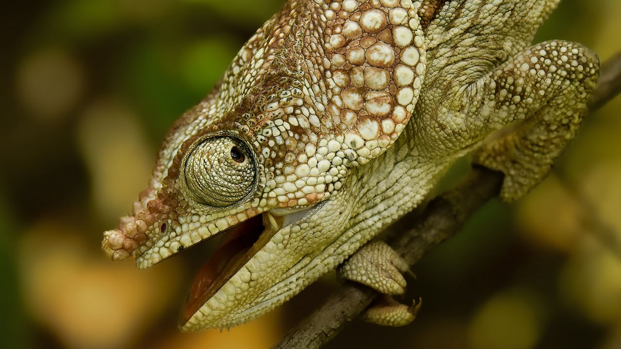 Wallpaper chameleon, reptile, branch, blur, profile