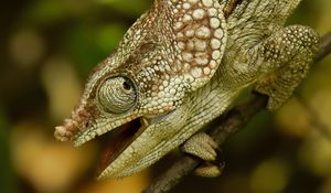 Preview wallpaper chameleon, reptile, branch, blur, profile