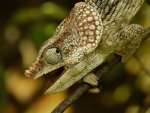 Preview wallpaper chameleon, reptile, branch, blur, profile
