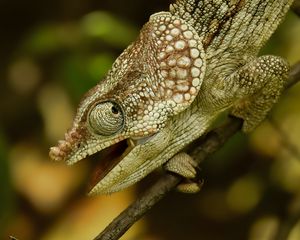 Preview wallpaper chameleon, reptile, branch, blur, profile