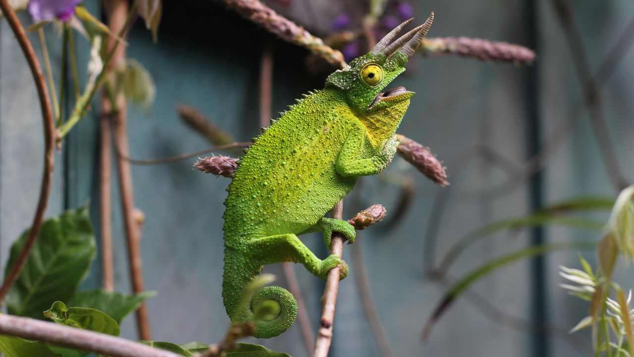 Wallpaper chameleon, reptile, branch, lizard