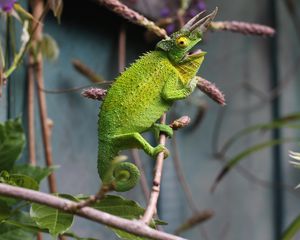 Preview wallpaper chameleon, reptile, branch, lizard