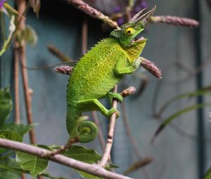 Preview wallpaper chameleon, reptile, branch, lizard