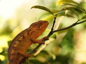 Preview wallpaper chameleon, reptile, branch, leaves