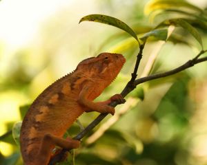 Preview wallpaper chameleon, reptile, branch, leaves