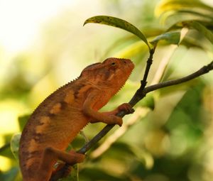 Preview wallpaper chameleon, reptile, branch, leaves