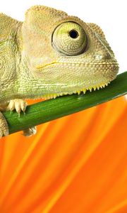 Preview wallpaper chameleon, reptile, branch