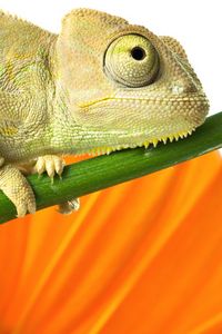 Preview wallpaper chameleon, reptile, branch