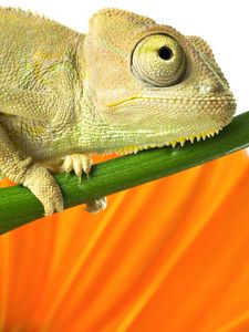 Preview wallpaper chameleon, reptile, branch