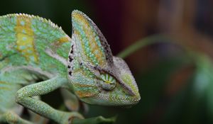 Preview wallpaper chameleon, reptile, color