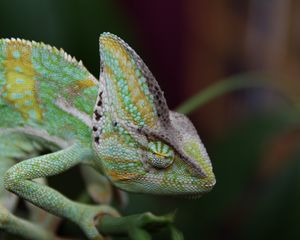 Preview wallpaper chameleon, reptile, color